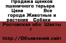 Продажа щенков пшеничного терьера › Цена ­ 30 000 - Все города Животные и растения » Собаки   . Ростовская обл.,Шахты г.